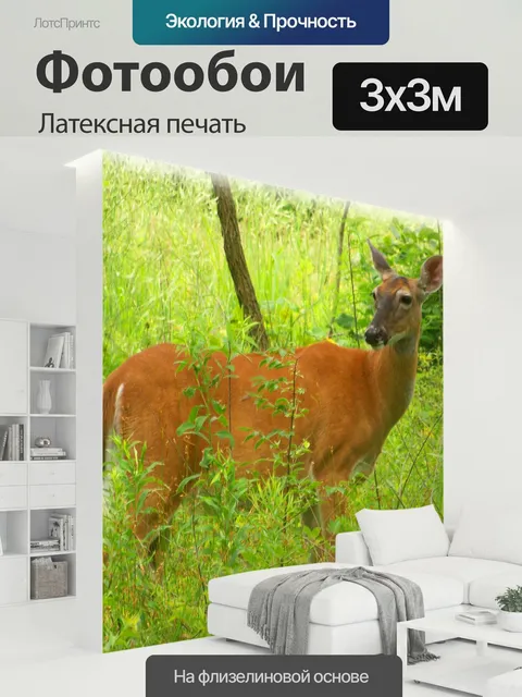 300 × 300 см · Латексная печать