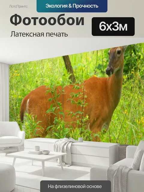 600 × 300 см · Латексная печать