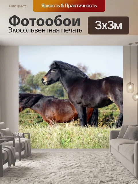 Фотообои Шетландские пони, лошади, пони