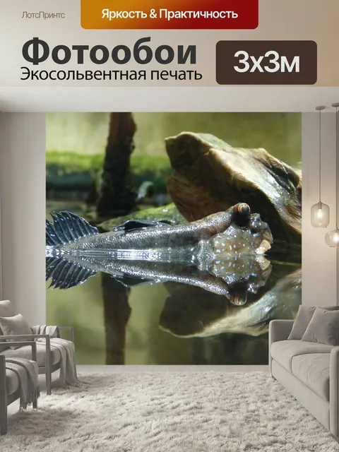 Фотообои Илистые прыгуны, рыбы, животное