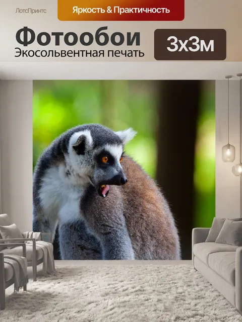 Фотообои Кольцо лемур, черно-белый лемур, мадагаскар
