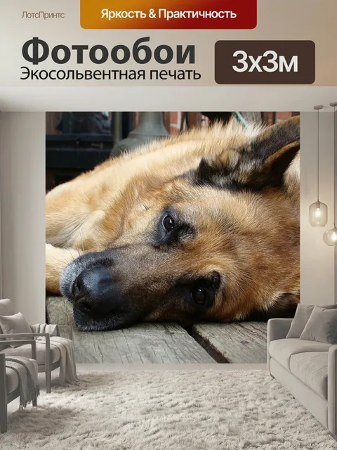Фотообои Немецкая овчарка, собака, спать