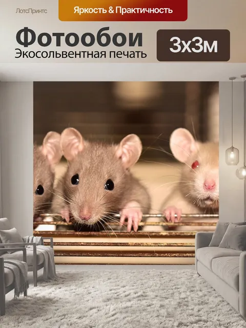 Фотообои Крысы, цветные крысы, грызун