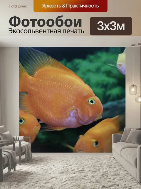 Фотообои Рыбы, апельсин, тропическая рыба