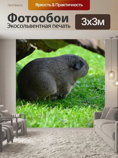 Фотообои Морская свинка, домашнее животное, грызун