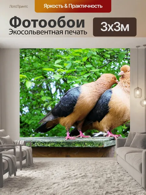 Фотообои Голубки, голуби, голубиная пара