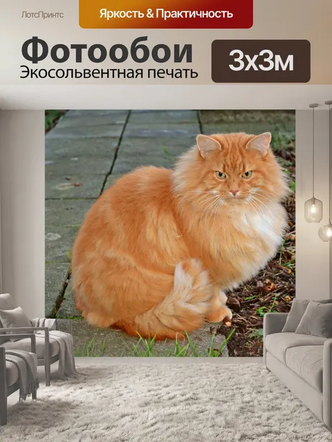 Фотообои Кошки, ros, рыжая