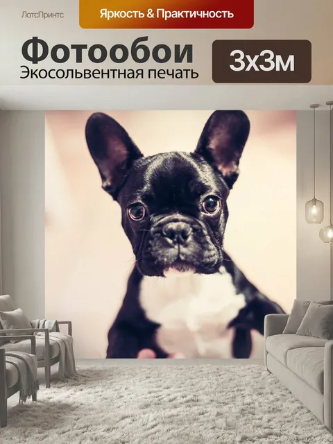 Фотообои Собака, любопытный, животное