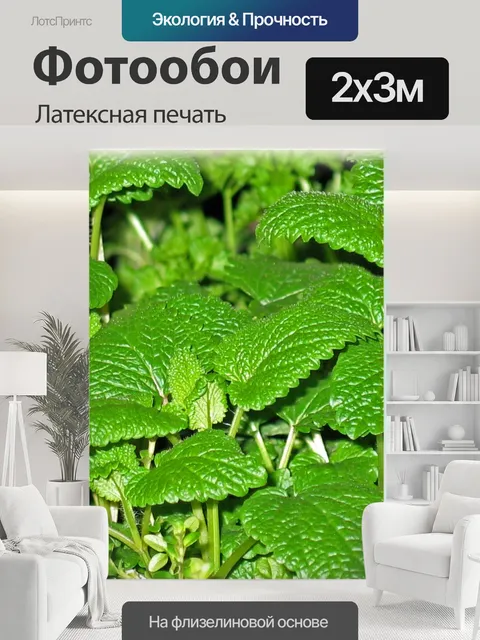 200 × 300 см · Латексная печать
