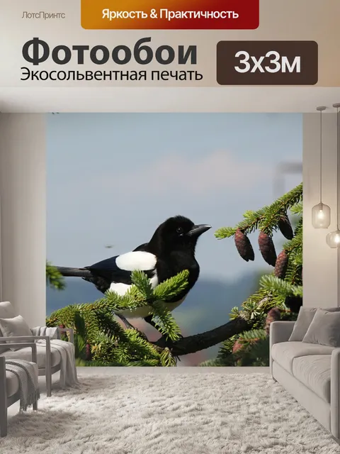 Фотообои Сорока, птица, птицы