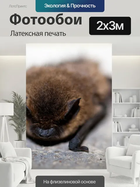 200 × 300 см · Латексная печать