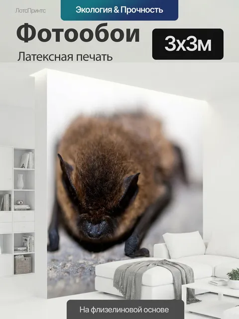 300 × 300 см · Латексная печать