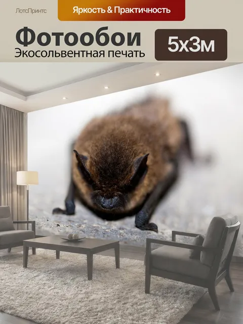 Фотообои Летучая мышь крошечная