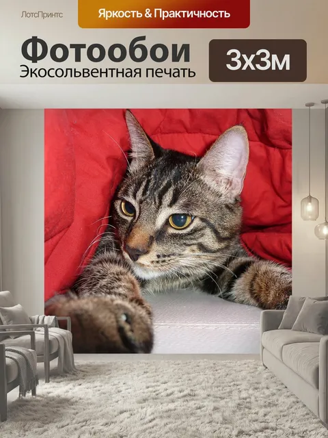 Фотообои Кошка, фотография, животные