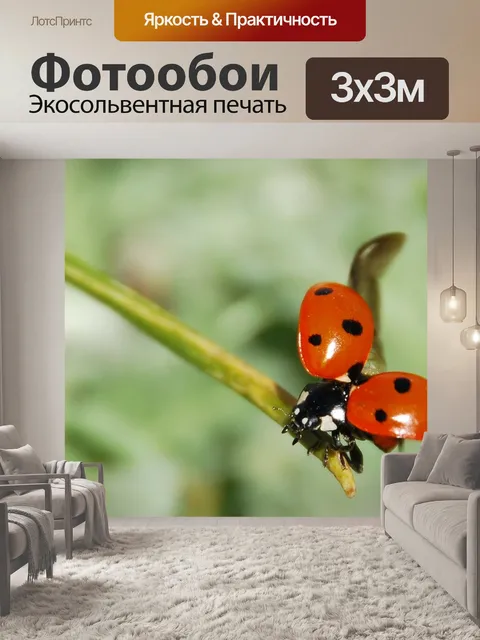 Фотообои Божья коровка, насекомое, немрут