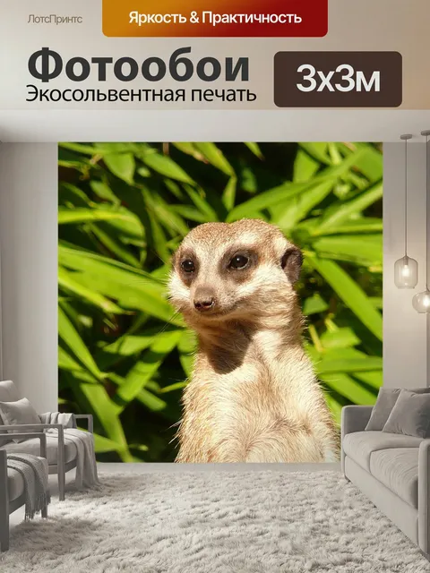 Фотообои Сурикат, грызун, природа