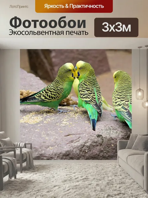 Фотообои Волнистый попугайчик, птица, попугай