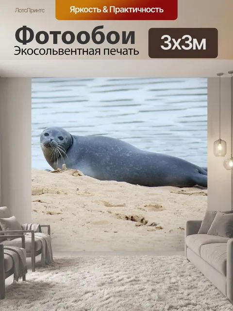 Фотообои Тюлень, пляж, море