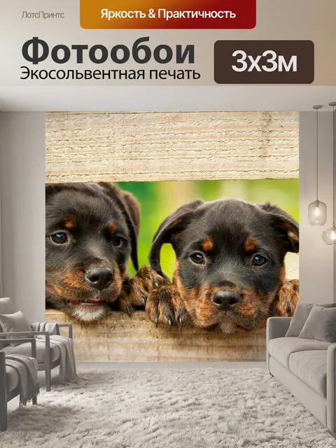 Фотообои Ротвейлер, щенок, собака