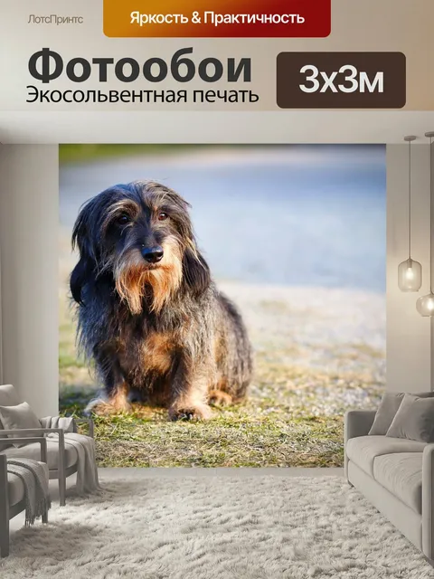 Фотообои Жесткошерстная такса, собака, такса