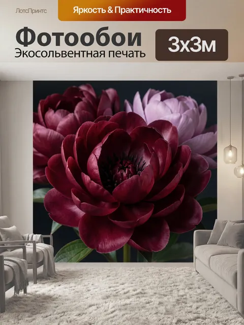 Фотообои Бордовые и белые пионы. Крупные распустившиеся цветы в глубоких винных и нежно-розовых оттенках, на тёмном фо…