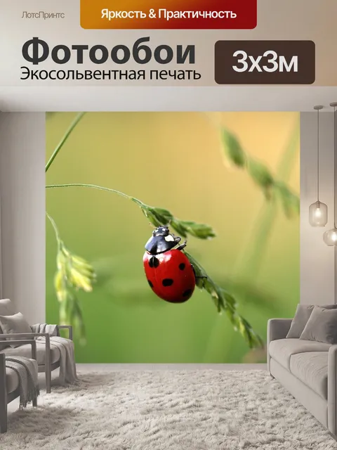 Фотообои Божья коровка, жук, кокцинеллиды