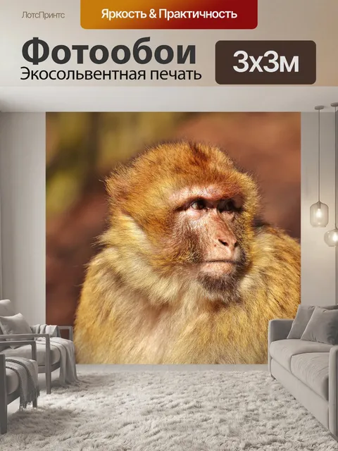 Фотообои Варварская макака, милый, угрожать видам