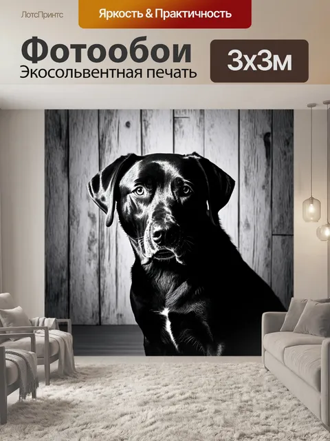 Фотообои Лабрадор ретривер в черно-белом формате, сфотографированный в традиционном портерном стиле на фоне старинной …