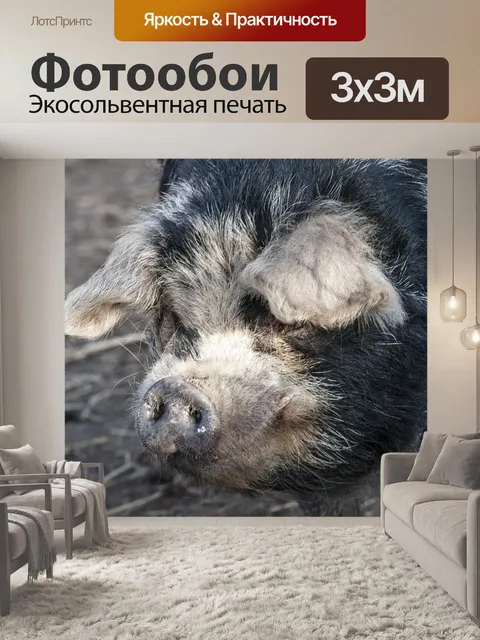 Фотообои Зоопарк, свинья, животное