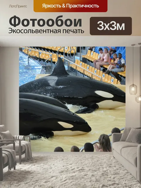 Фотообои Косатка, шоу касаток, убийца