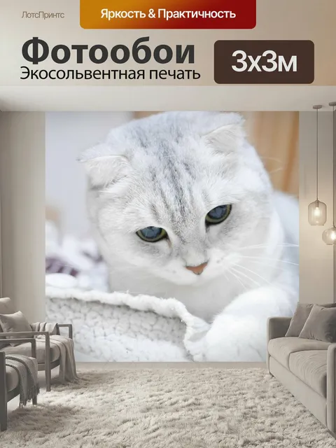 Фотообои Шотландский вислоухий, серебряный градиент, кошка