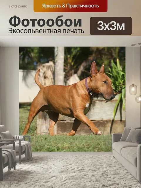 Фотообои Собака, миниатюра, бультерьер
