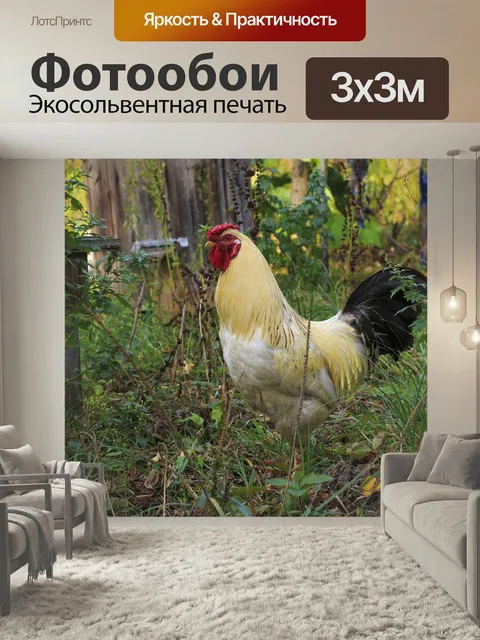 Фотообои Петух, курица, птица