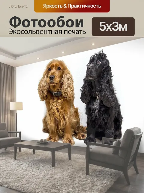 Фотообои Собаки, кокер спаниель, спаниель