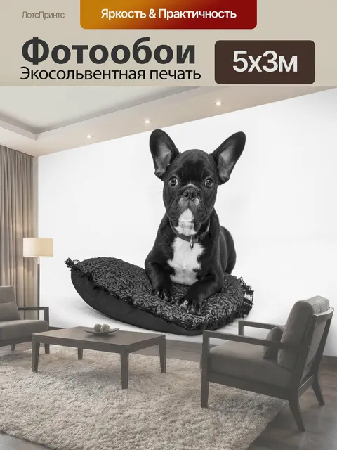 Фотообои Симпатичный французский бульдог