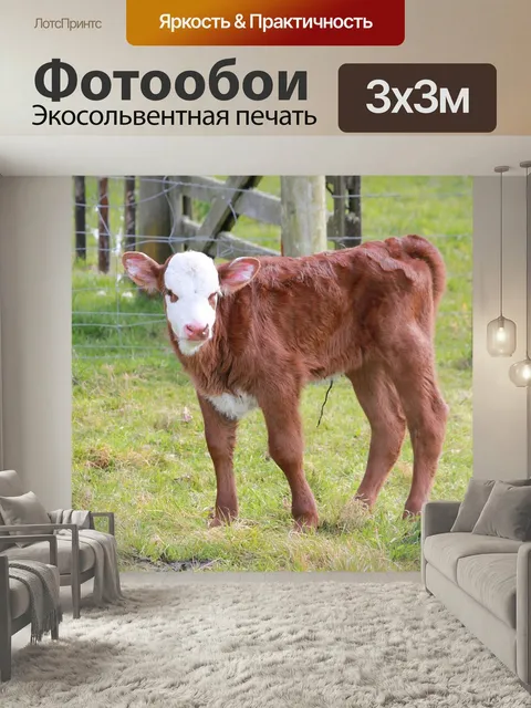Фотообои Телец, ферма, крупный рогатый скот