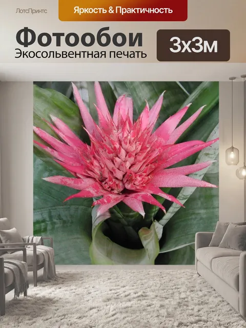Фотообои Эхмея полосатая, aechmea fasciata, розовый цветок