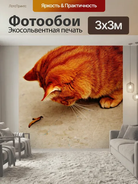 Фотообои Кот, похмелье, красный