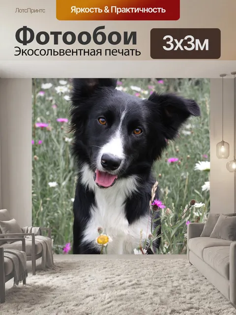 Фотообои Бордер-колли, колли, собака
