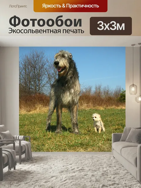 Фотообои Ирландский волкодав, чихуахуа пудель смеси, собаки