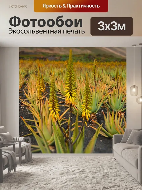 Фотообои Алоэ вера, растение алоэ вера, завод