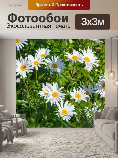 Фотообои Маргаритка, ромашки, цветы