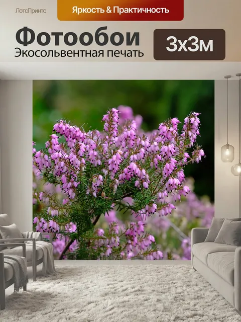 Фотообои Эрика, вереск, природа