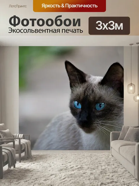Фотообои Тайский кот, сиамская кошка, порода кошек