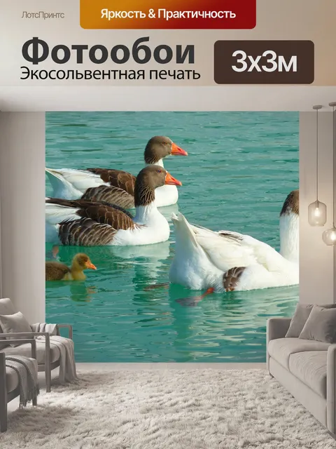 Фотообои Гусь, гуси, животные