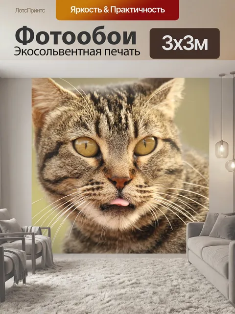 Фотообои Животное, кошка, закрыть