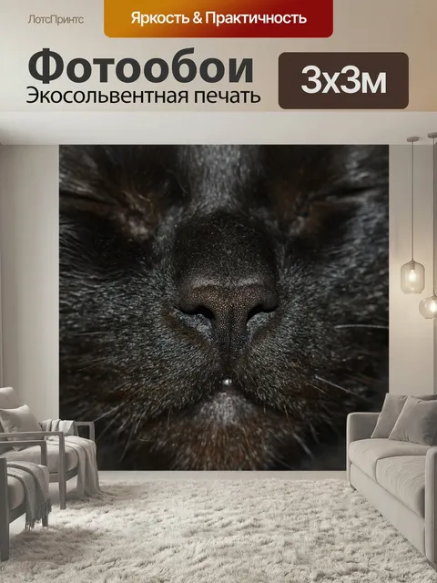 Фотообои Кот, кошка, черный