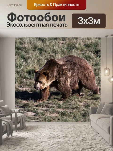 Фотообои Медведь гризли, бурый медведь, гризли