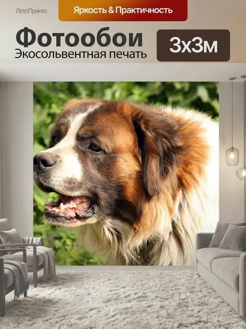 Фотообои Собака, бернард, сенбернар