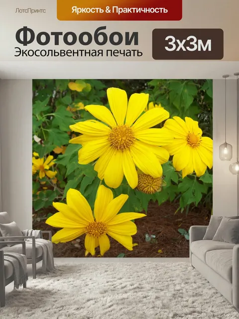 Фотообои Маргаритка, цветы, природа